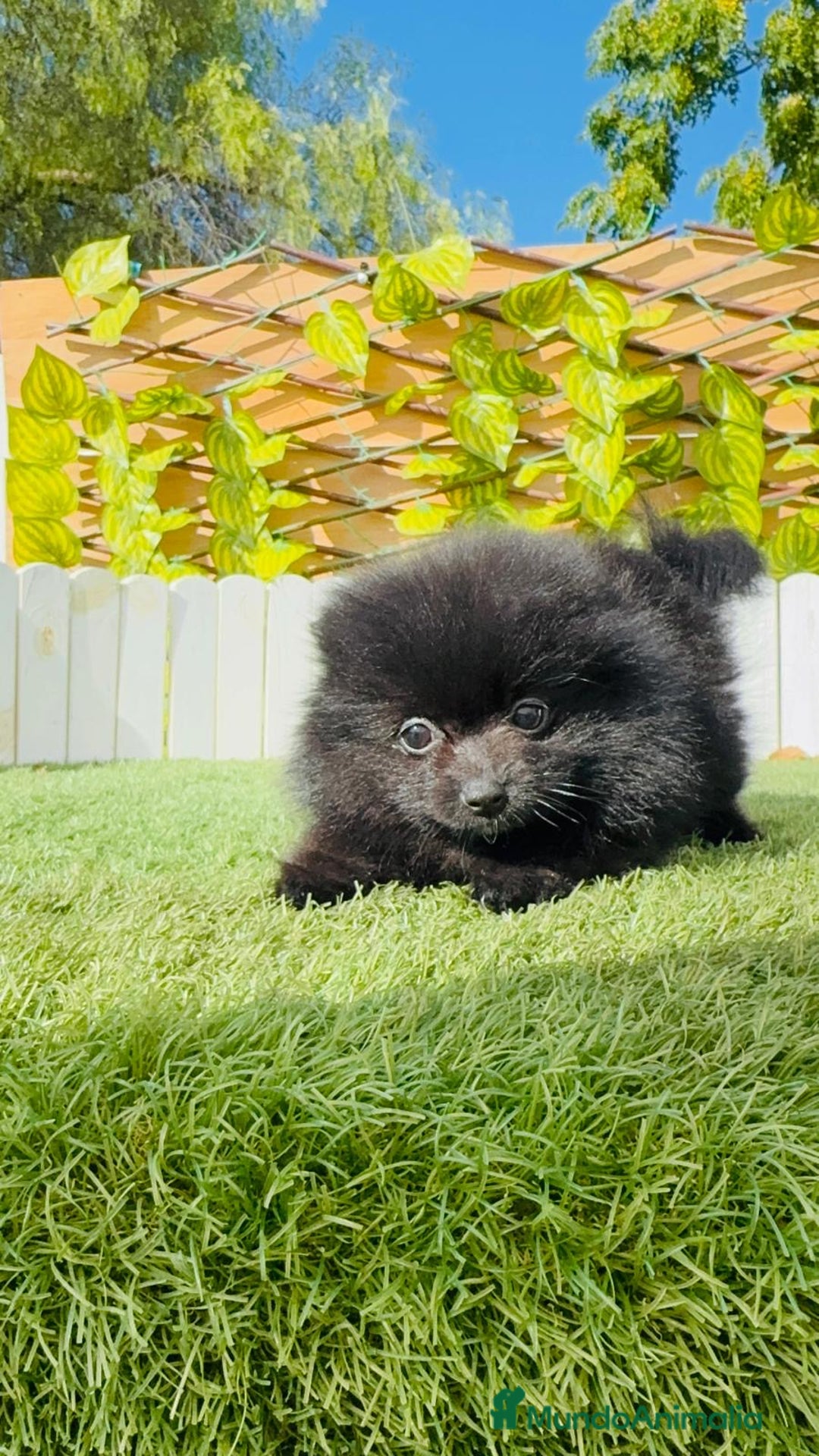 Pomerania perros en venta: POMERANIA HEMBRA - Imagen 9