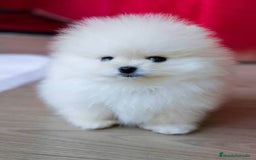 Pomerania perros en venta: Precioso bebé pomerania - Imagen 1