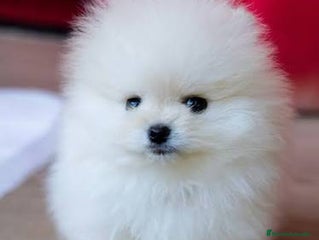 Pomerania perros - Anuncio 2