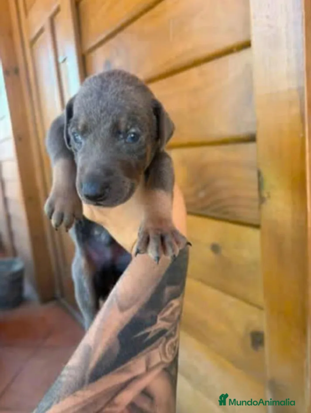 Dobermann perros en venta: Dobermann - Anuncio 14