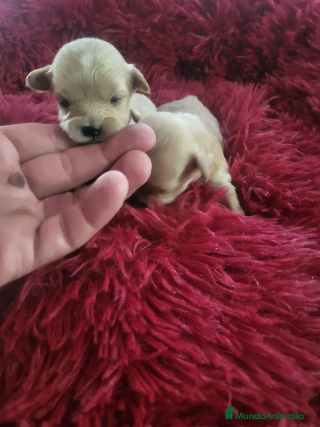Maltipoo perros en venta: Maltipoo  - Anuncio 1