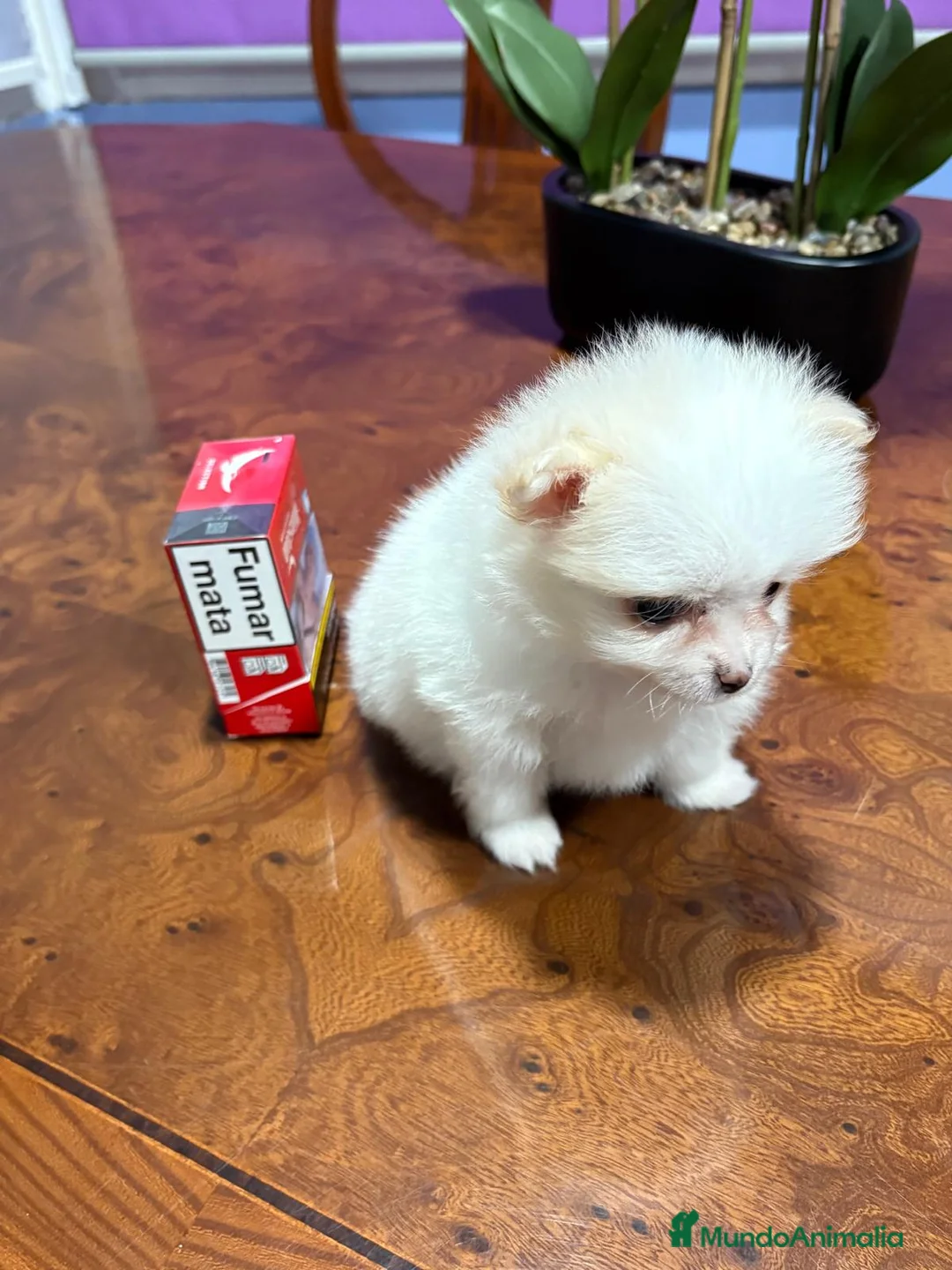 Pomerania perros en venta: Lulu de Pomerania mini toy hembra blanca naranja - Anuncio 16