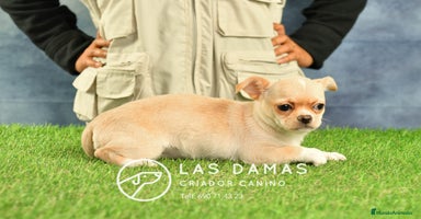 Chihuahua perros en Rubena - Anuncio 3