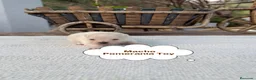 Pomerania perros en venta: Pomerania lulu Toy chatos y peludos bebes  - Anuncio 1