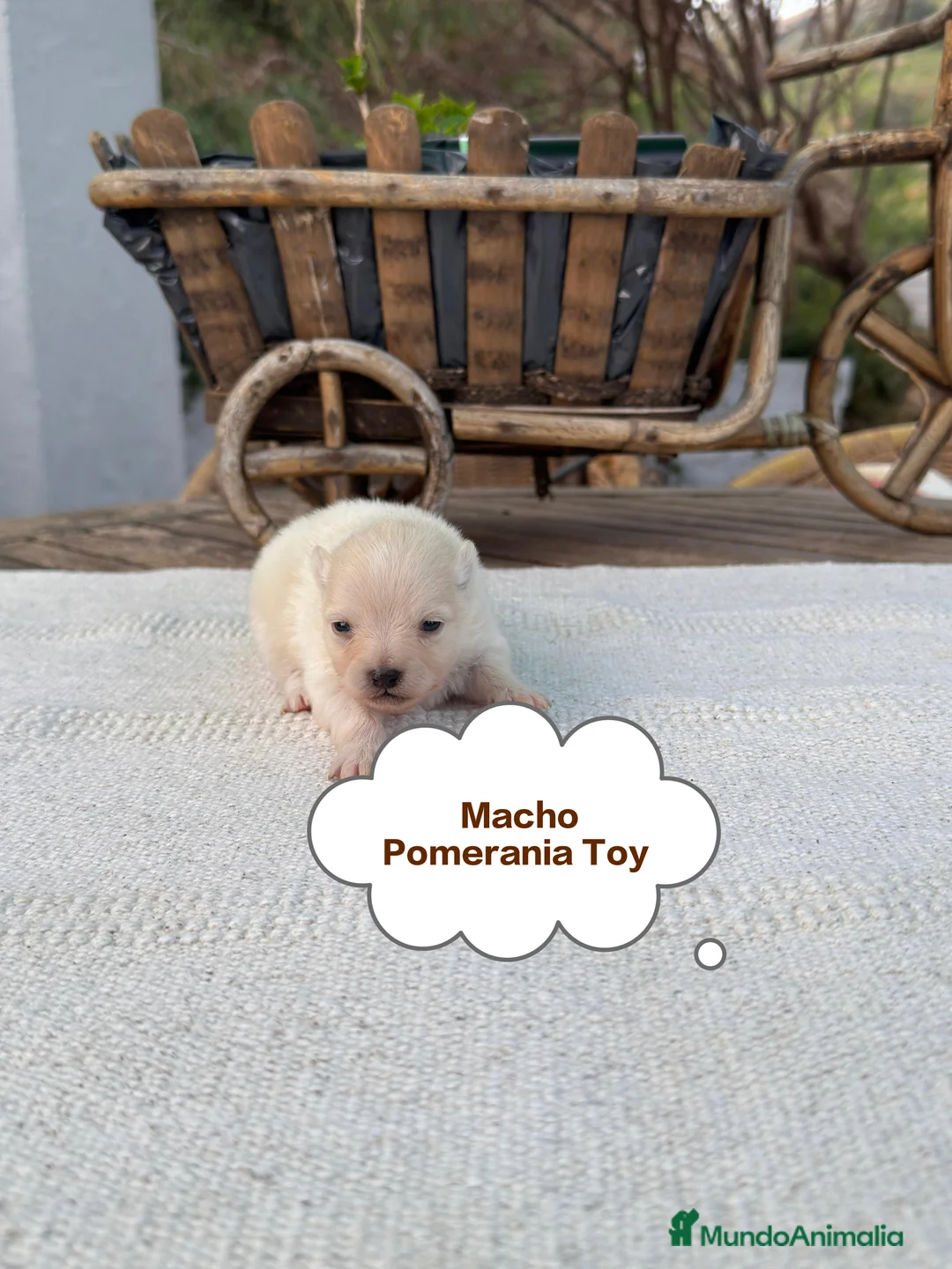 Pomerania perros en venta: Pomerania lulu Toy chatos y peludos bebes  - Anuncio 1
