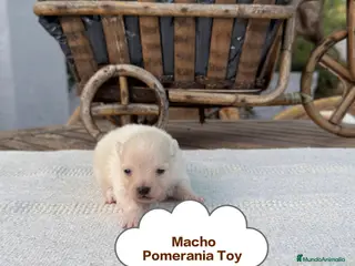 Pomerania perros Pomerania lulu Toy chatos y peludos bebes - Anuncio 1