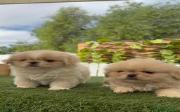 Pekinés perros en venta: PEKINES IMPERIAL HEMBRA - Imagen 7