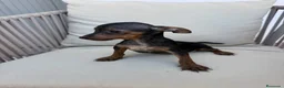 Pinscher Miniatura perros en venta: Mini pincher Exoticos  - Anuncio 7