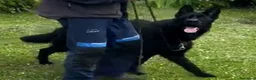 Pastor Alemán perros en venta: Pastor alemán negro sólido  en Burgos - Anuncio 2