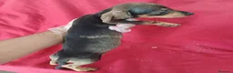 Teckel Miniatura perros en venta: Teckel Mini  - Anuncio 2