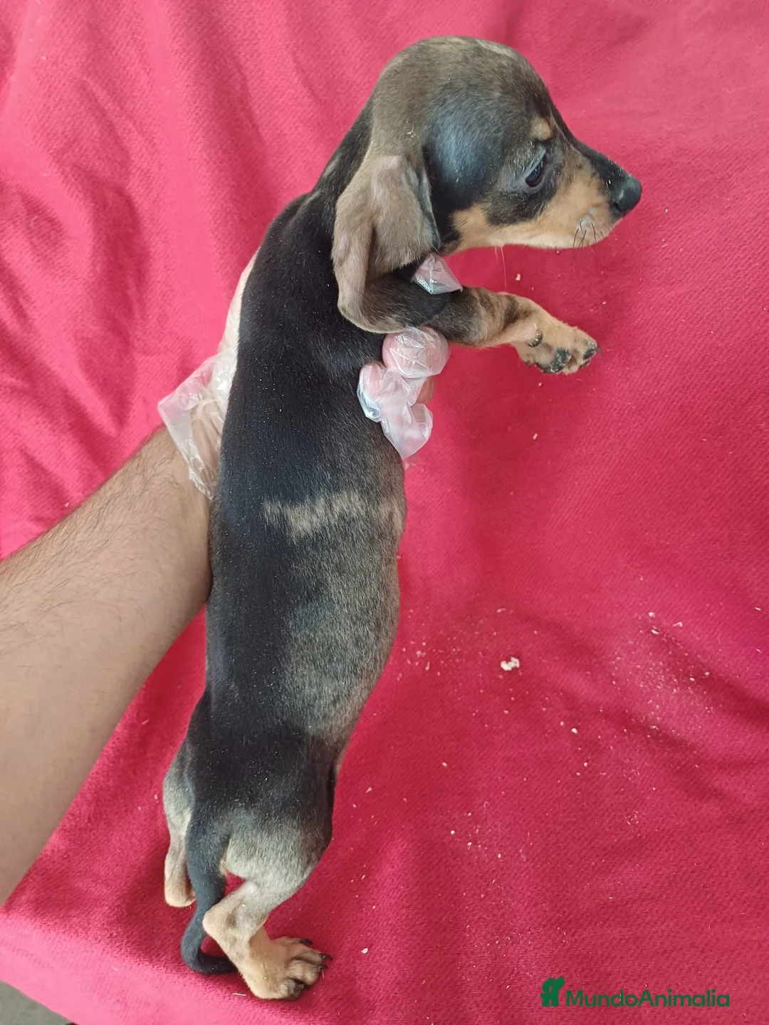 Teckel Miniatura perros en venta: Teckel Mini  - Anuncio 2