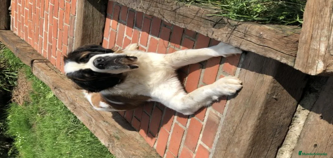 Imagen de galería {{count}}