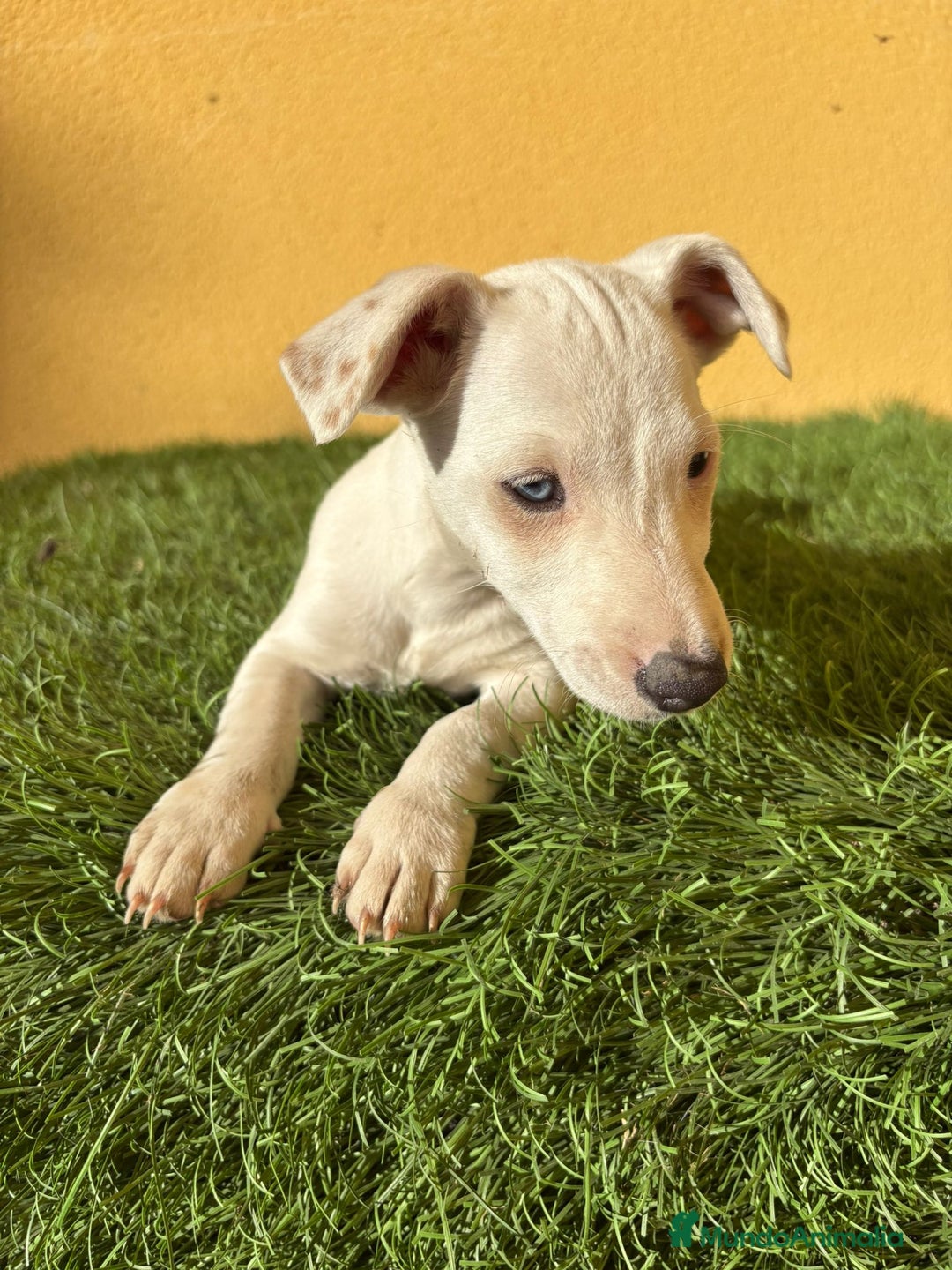 Jack Russell Terrier perros en venta: Jack Russell hembra tiene un ojo azul pata corta - Imagen 7