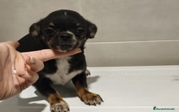 Chihuahua perros en venta: Chihuahua  - Anuncio 5