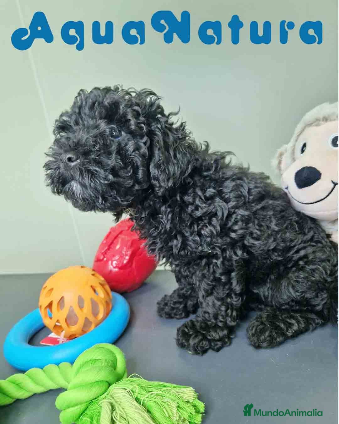 Caniche Enano perros en venta: Caniche Hembra CJMM 4801 AQUANATURA - Imagen 5