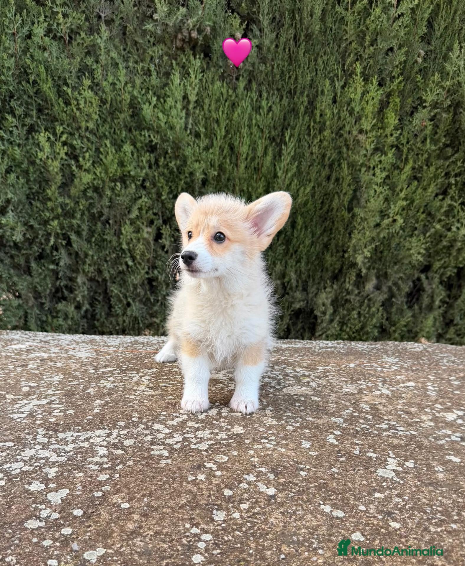 Welsh Corgi Pembroke perros WELSH CORGI - 💖 HEMBRA DISPONIBLE - Anuncio 1