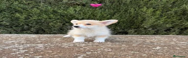 SOFÍA - Welsh Corgi Pembroke 