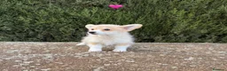 Welsh Corgi Pembroke perros en venta: WELSH CORGI - 💖 HEMBRA DISPONIBLE - Anuncio 1