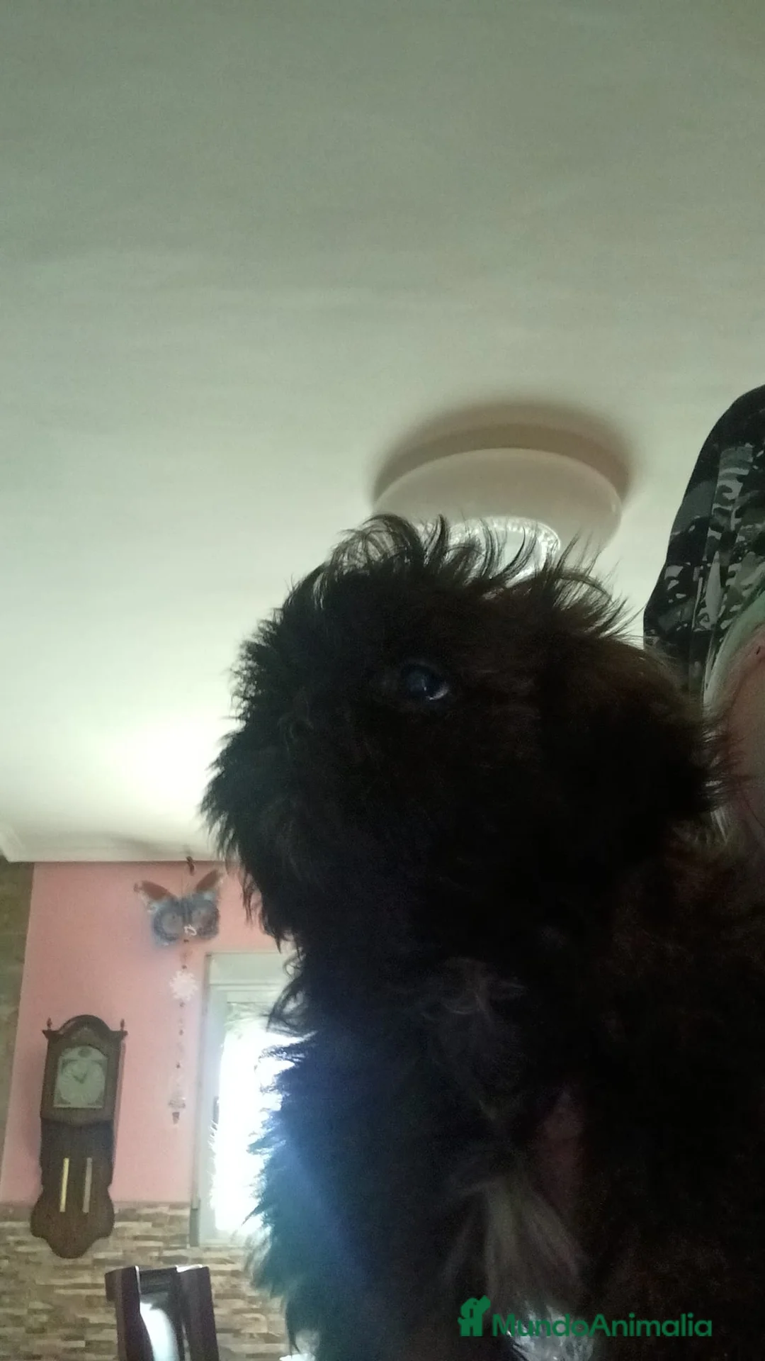 Shih Tzu perros en venta: Machito de shihtzu  - Anuncio 4