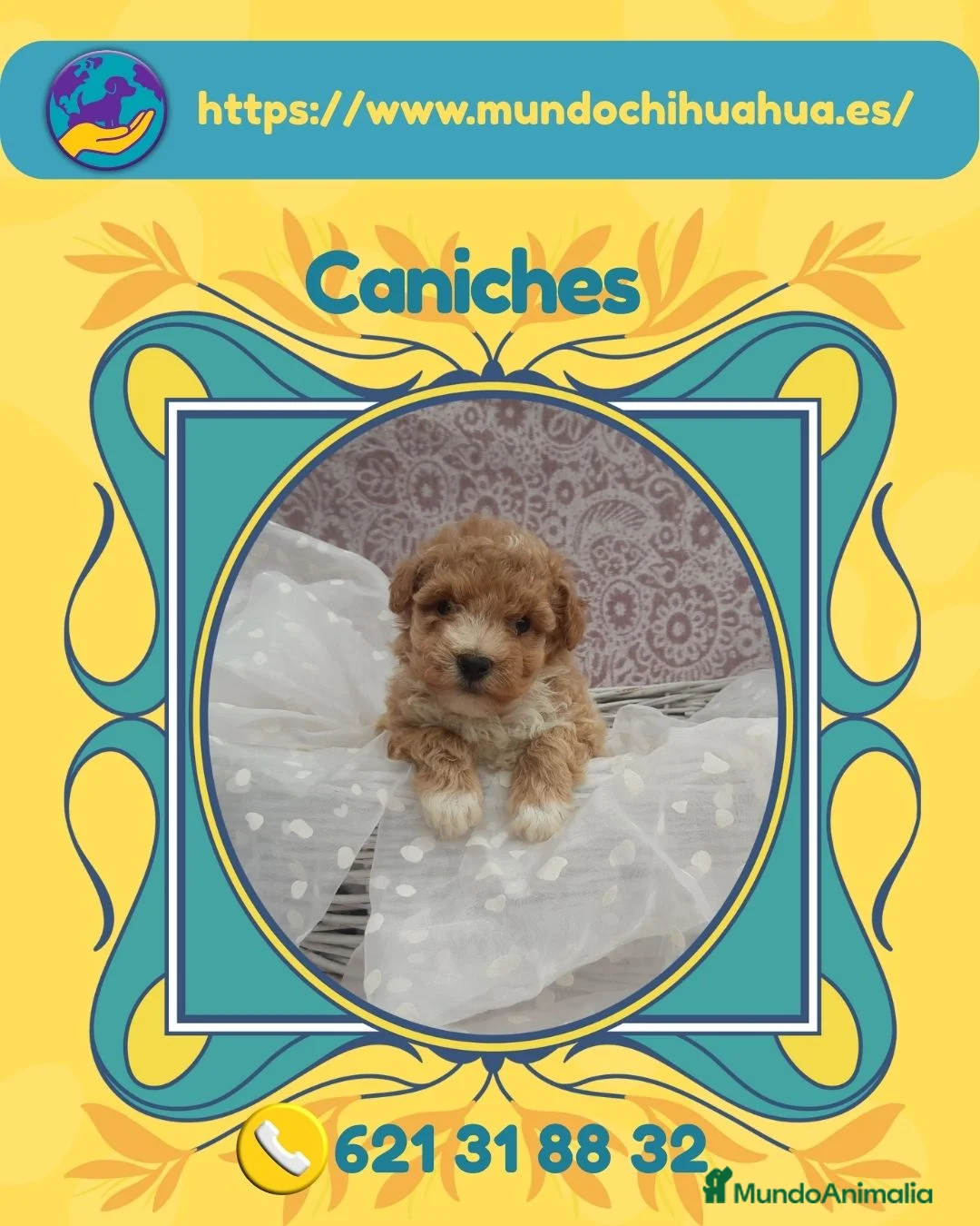 Caniche Enano perros en venta: Cachorros de caniche enano 🐩 - Anuncio 1