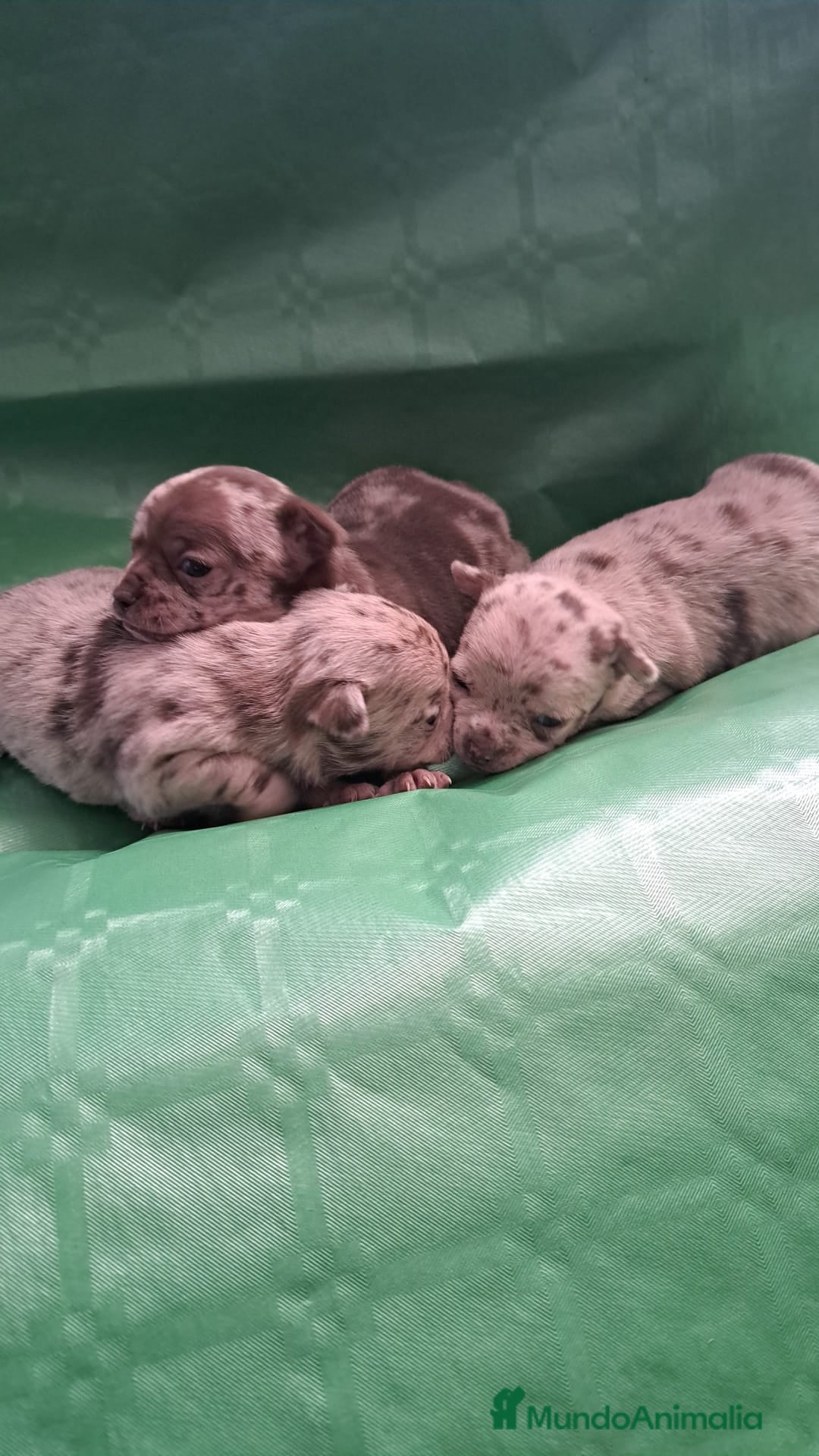 Chihuahua perros en venta: Hembra de chihuahua chocolate  - Anuncio 1