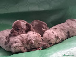 Chihuahua perros Hembra de chihuahua chocolate - Anuncio 2