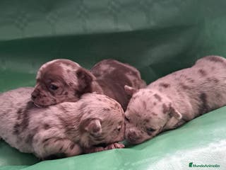 Chihuahua perros Hembra de chihuahua chocolate - Anuncio 24