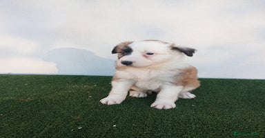 Border Collie perros - Anuncio 5