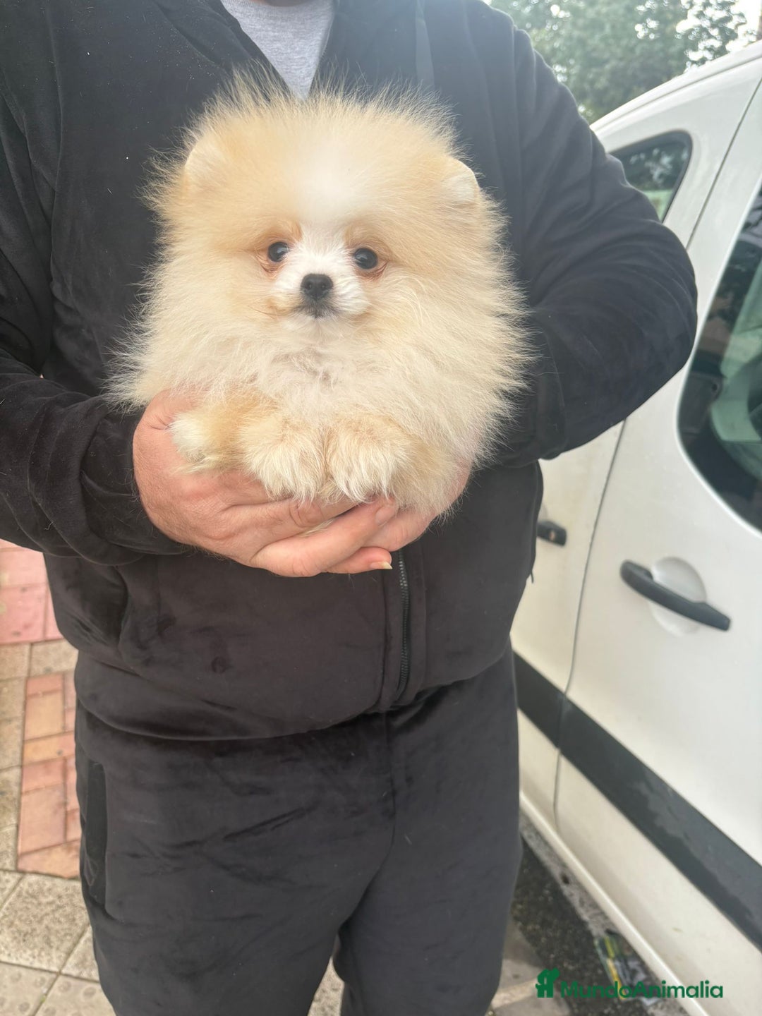 Pomerania perros en venta: ‼️POMERANIAS AMERICANOS TAMAÑO TOY - Anuncio 1