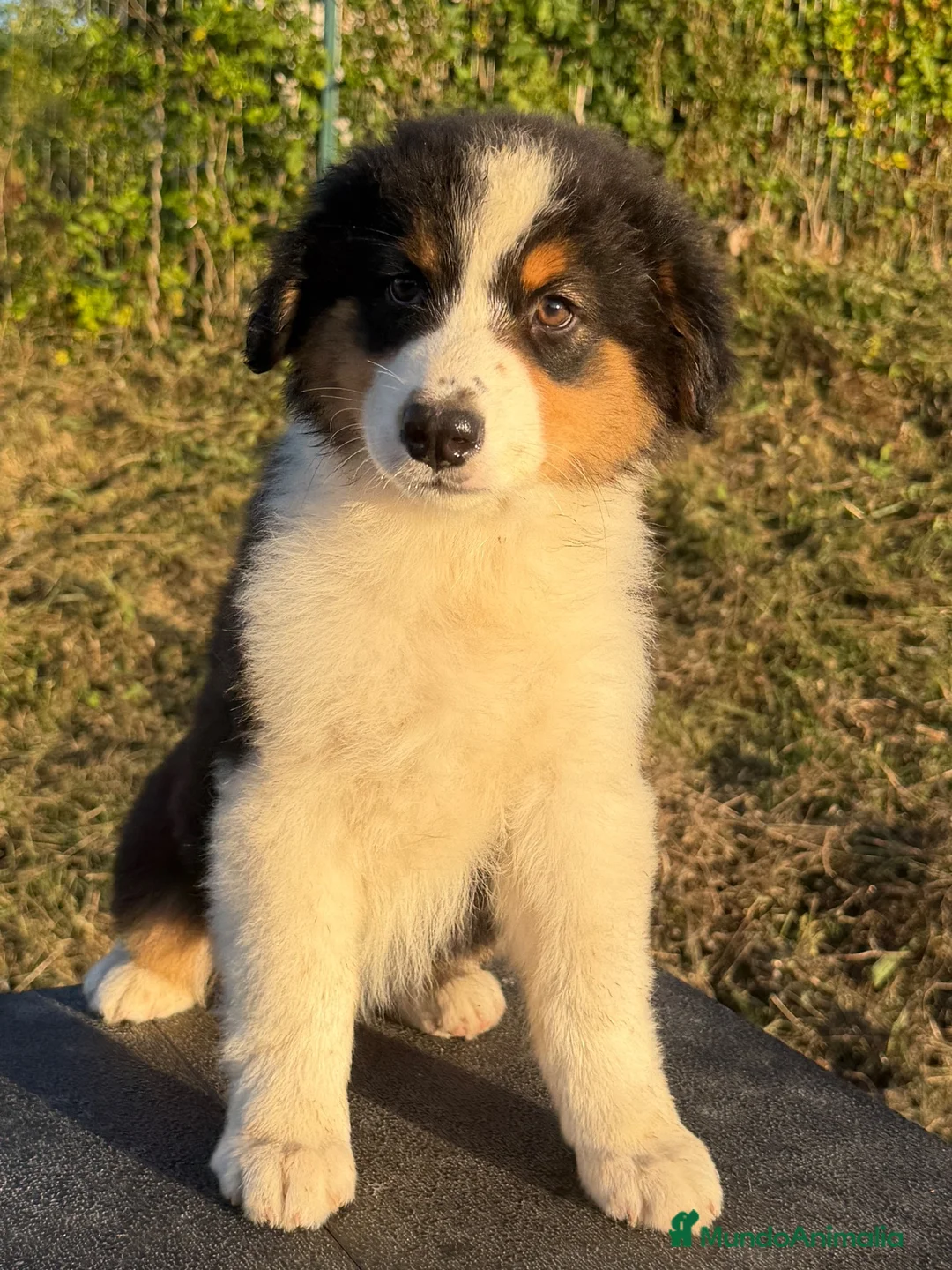 Pastor Australiano perros en venta:  Bahia de Txingudi Pastor Australiano  - Anuncio 29