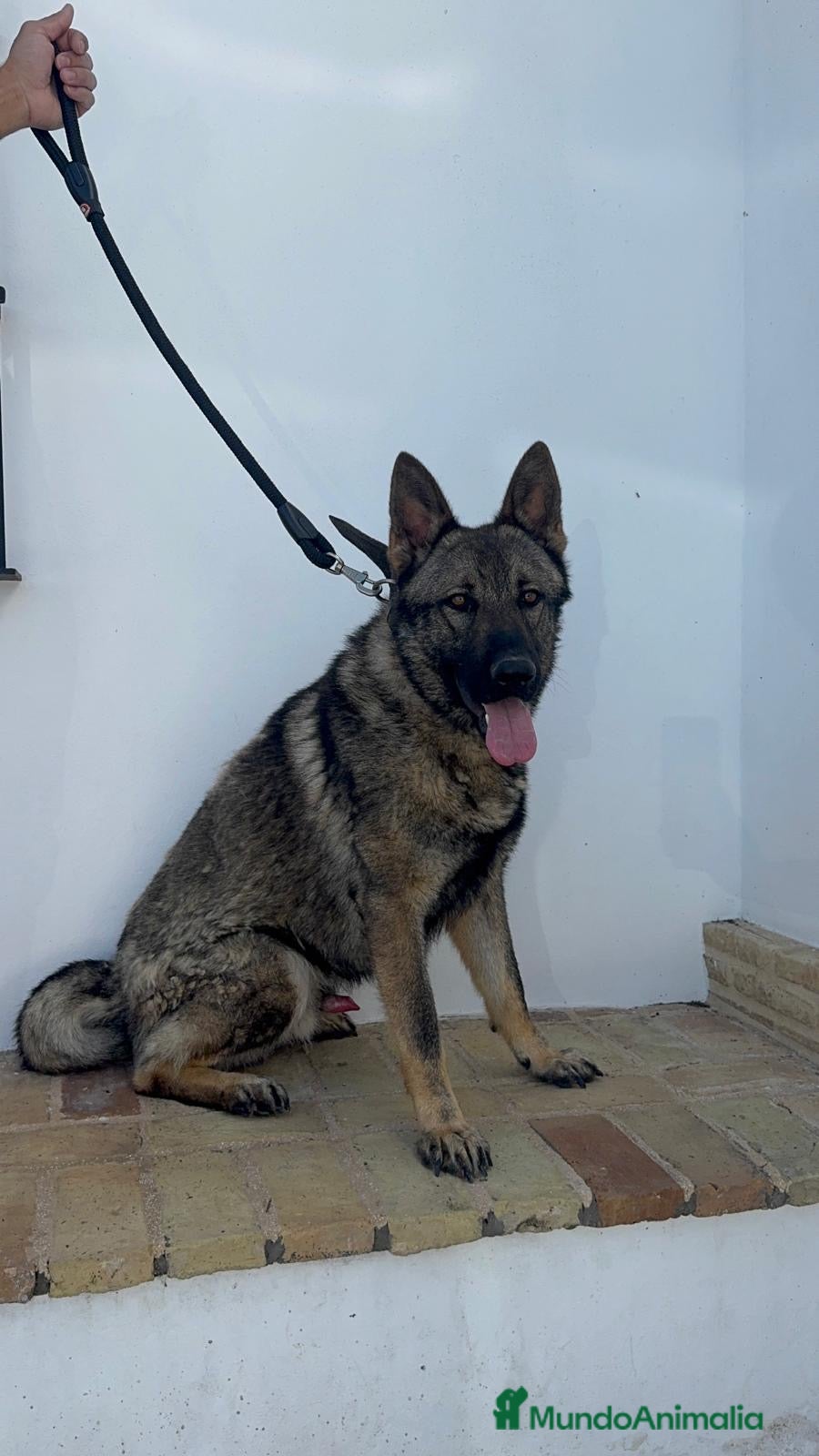 Pastor Alemán perros PASTOR ALEMAM ADIESTRADOR EN DEFENSA PERSONAL - Anuncio 1