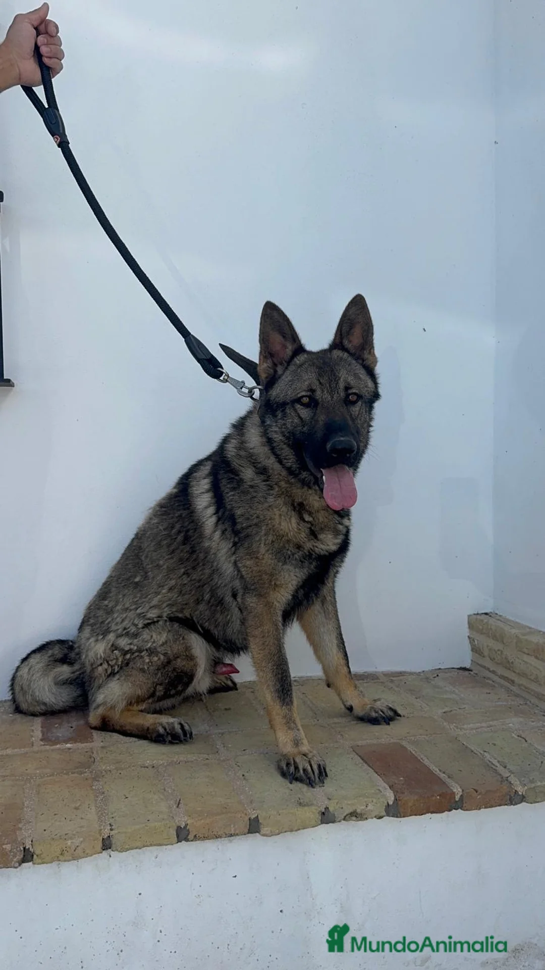 Pastor Alemán perros en venta: PASTOR ALEMAM ADIESTRADOR EN DEFENSA PERSONAL - Anuncio 1