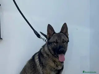 Pastor Alemán perros PASTOR ALEMAM ADIESTRADOR EN DEFENSA PERSONAL - Anuncio 1