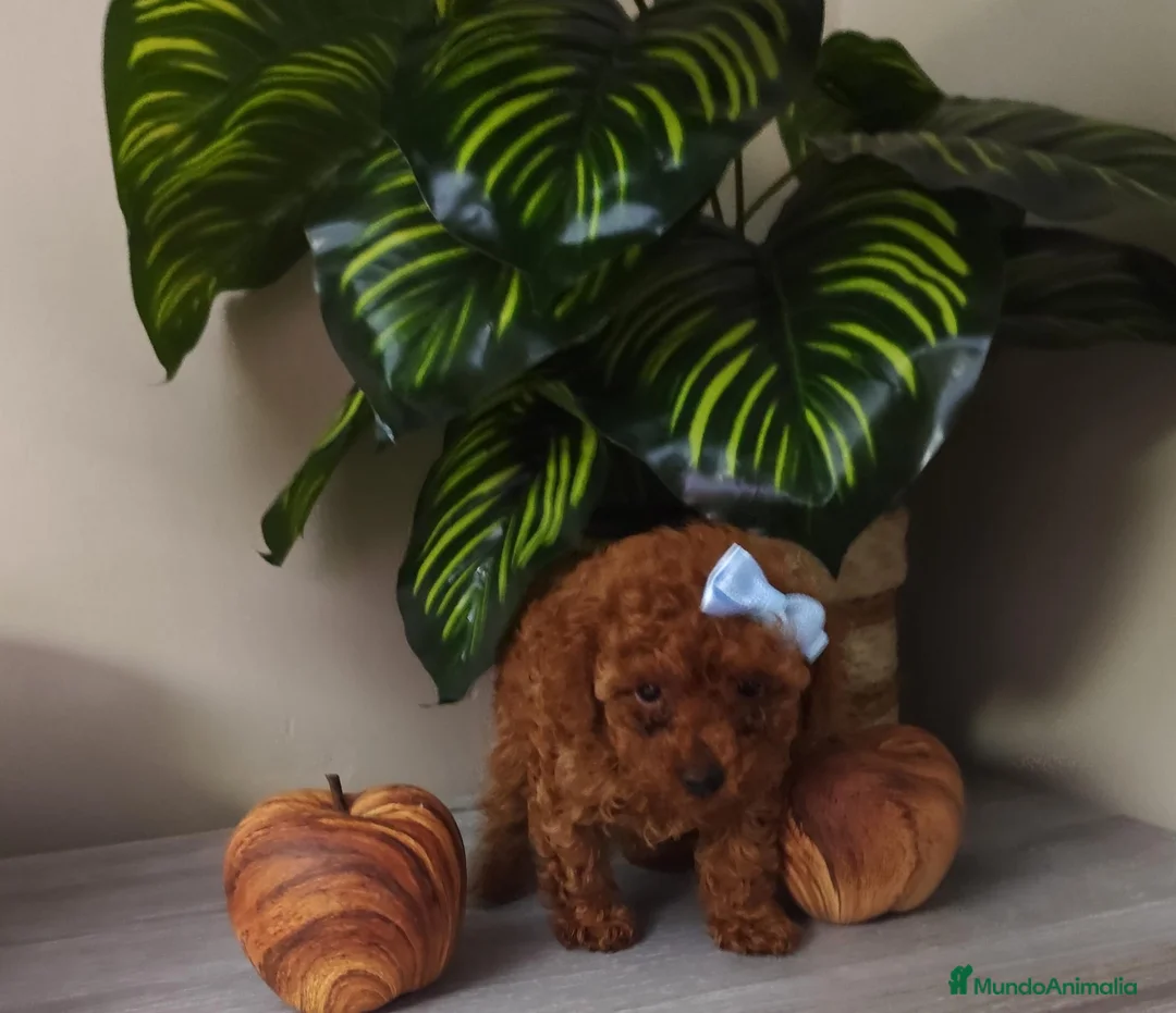 Caniche Toy perros en venta: Caniche toy toy - Anuncio 2