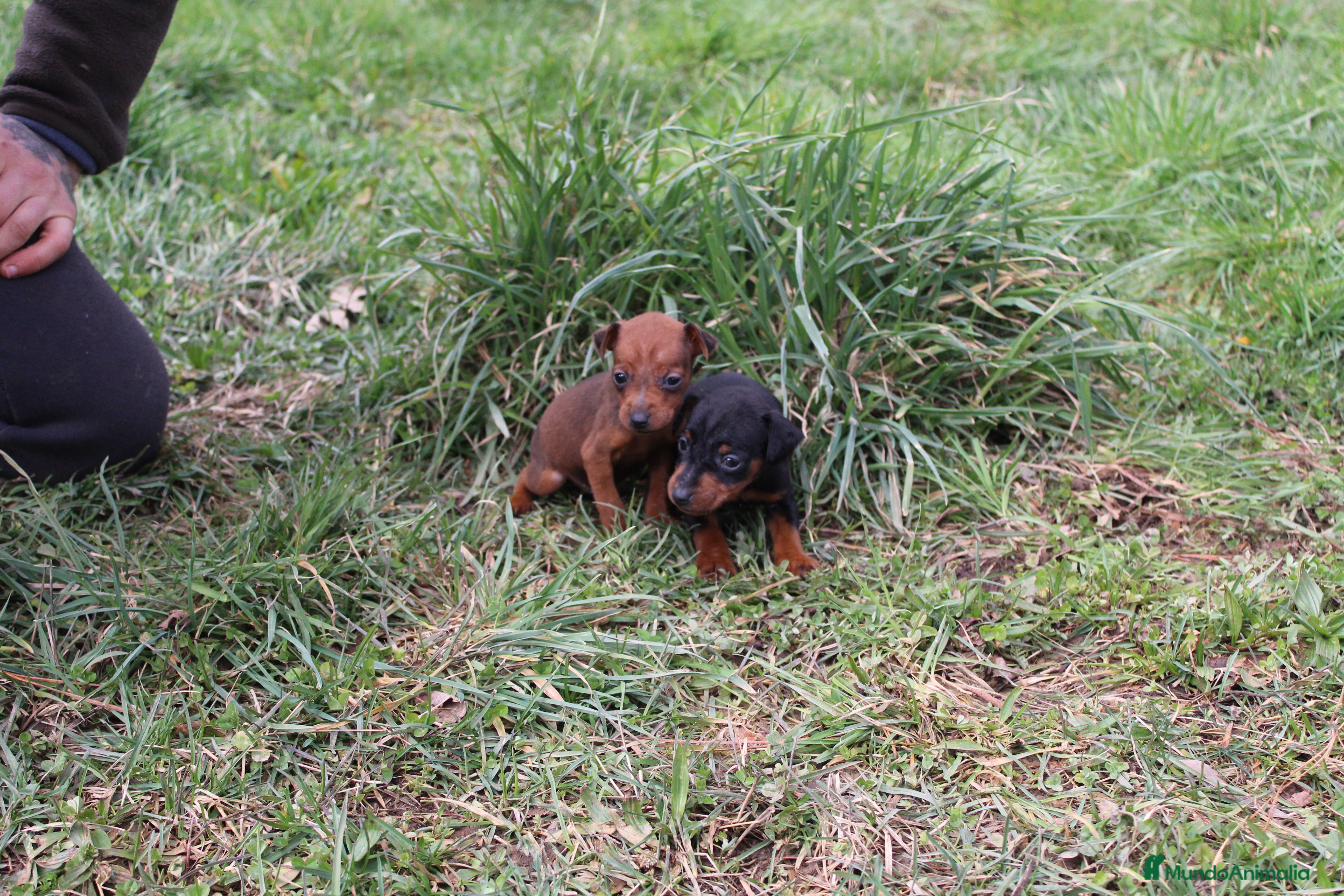Pinscher Miniatura perros Pinscher miniatura disponibles  - Anuncio 1
