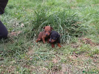 Pinscher Miniatura perros Pinscher miniatura disponibles - Anuncio 28