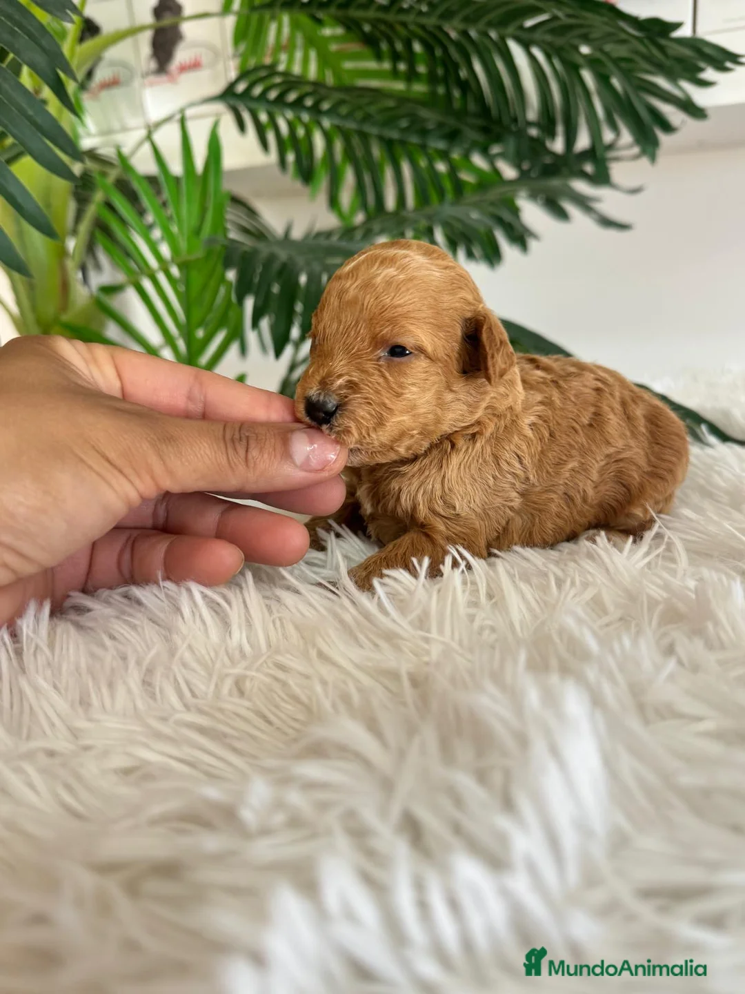 Caniche Toy perros en venta: CANICHE TOY - Anuncio 2