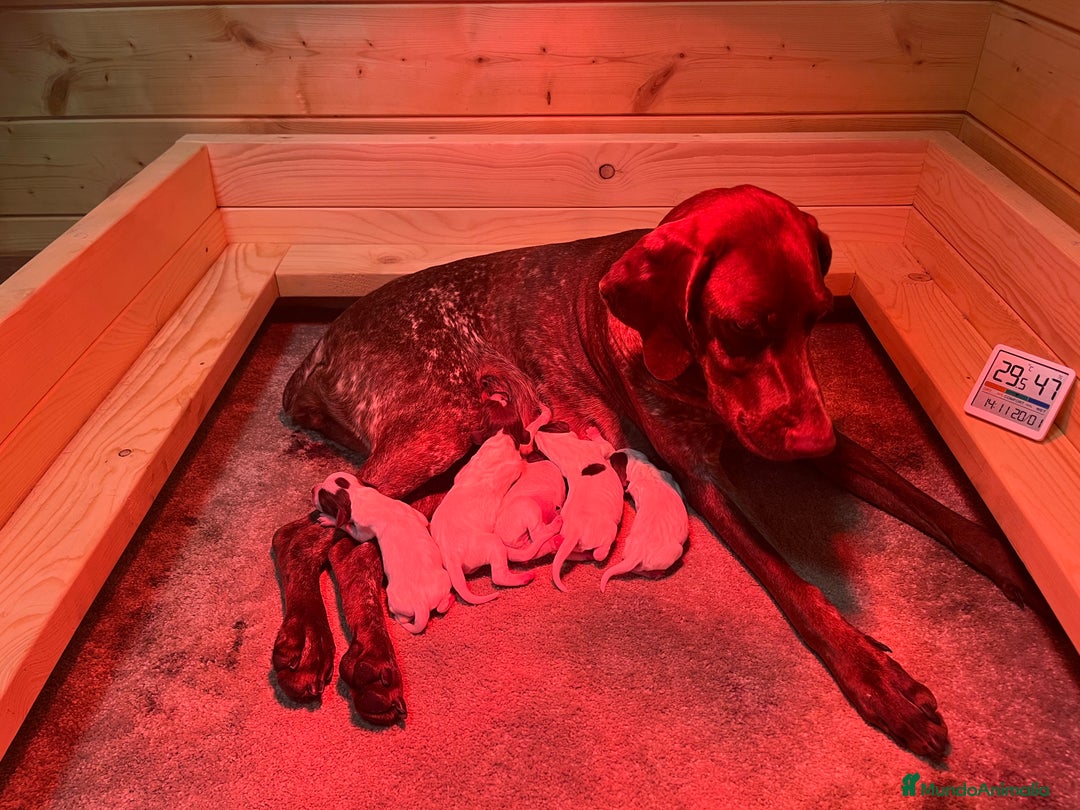 Braco Francés tipo Pirineos Talla Pequeña perros en venta: RESERVA DE CAMADA "F" DE BRACO BRANCÉS - Imagen 12