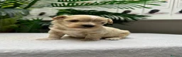 Maltipoo perros en venta: MALTIPOO - Anuncio 3