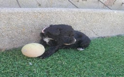 Perro de Agua Español perros en venta: PERROS DE AGUA - Imagen 4