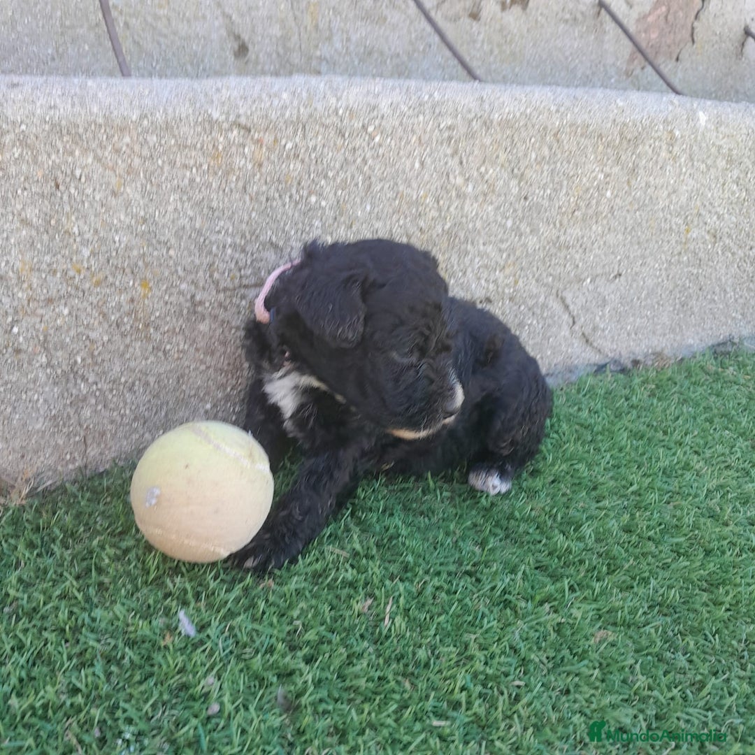 Perro de Agua Español perros en venta: PERROS DE AGUA - Imagen 4