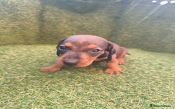 Teckel perros en venta: camada teckel canichen varios colores  - Imagen 2