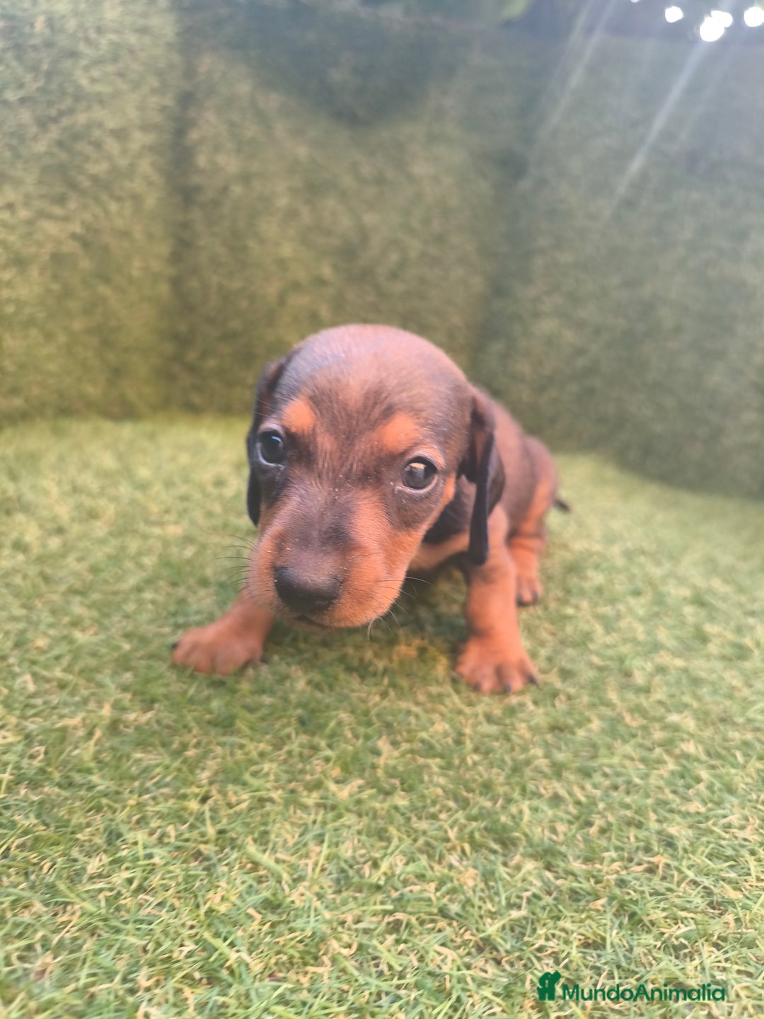 Teckel perros en venta: camada teckel canichen varios colores  - Imagen 2