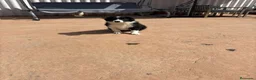 Border Collie perros en venta: Border collie En toda España personalmente  - Anuncio 5