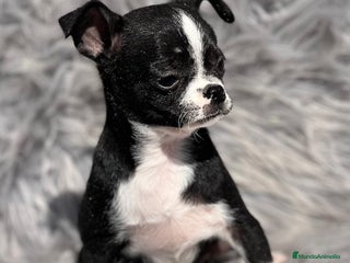 Chihuahua perros en Barcelona - Anuncio 5