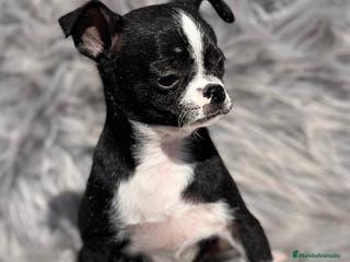 Chihuahua perros Chihuahua en Barcelona - Anuncio 8