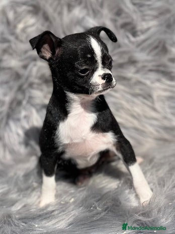 Chihuahua perros en Barcelona - Anuncio 12