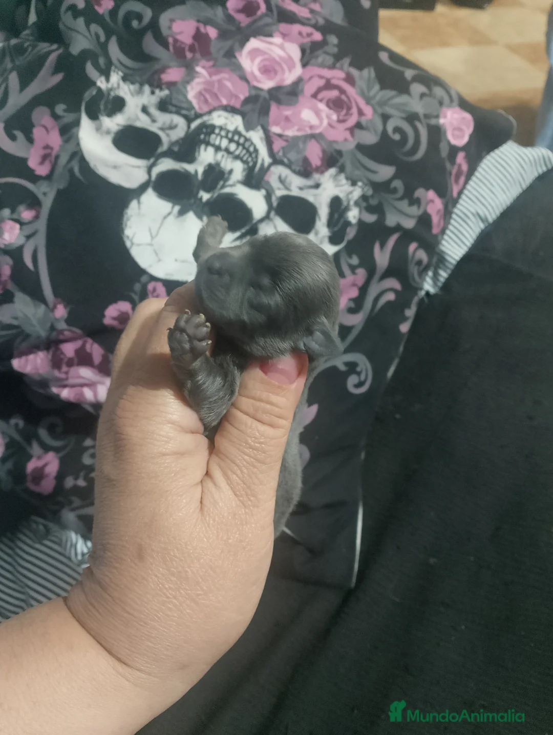 Pomchi perros en venta: Toy recogida en Córdoba no envío a 500€  - Anuncio 10