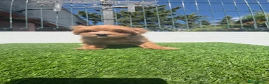 Maltipoo 1