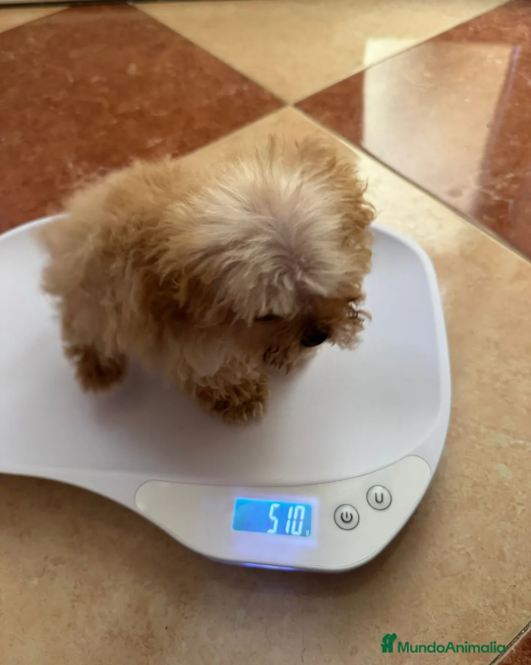 Caniche Toy perros en venta: Caniche toy  - Anuncio 2